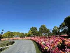 -春花秋色城市公园