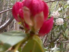 android_upload_pic-石卡雪山