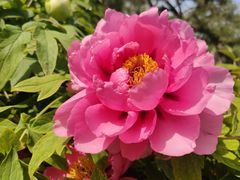 -莲花池公园