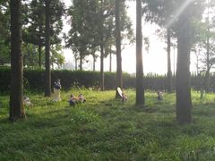 -崇明东平国家森林公园烧烤房车露营地