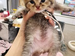 -嘉馨宠物医院·CT影像转诊·心脏科·犬猫全科诊疗中心(下沙大学城院区)