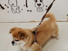 -康旭宠物医院(郑州总院)