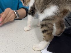 -佳雯宠物医院·皮肤科·内外科(春晓路分院)