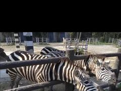 -贵州森林野生动物园