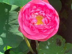 -陈家山荷花公园