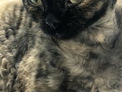 -琪喵猫屋·撸猫猫咖·猫舍