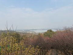 -香雪海