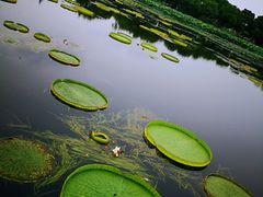 -荷塘月色湿地公园·向阳花洲