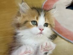 -青奢宠物·青奢猫舍