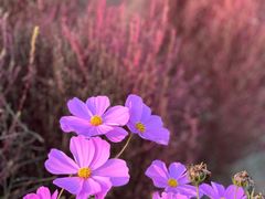 -花开海上生态园