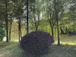 -水八仙生态园