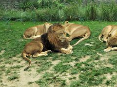 -北京野生动物园