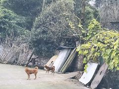 -铁山坪森林公园