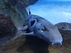 -迪拜水族馆及水下动物园
