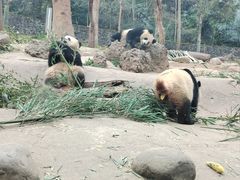 -都江堰中华大熊猫苑