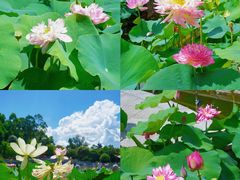 -广州莲花山旅游区