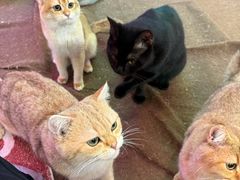 -大型宠物商超·宠海王国·宠物猫狗活体·用品·美容(新世界百货重庆店)