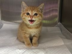 -瑞派·关忠动物医院·异宠专科·犬猫肿瘤·皮肤专科(望京店)