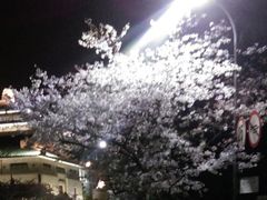 -武汉大学-樱园
