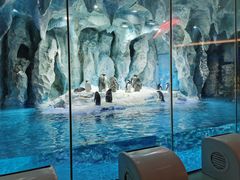 -帝企鹅自助餐厅•儿童岛•真企鹅(长隆企鹅酒店)