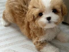 -FAELING PETS美天灵宠物(合生汇店)