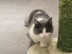 -飞行喵MR PILOT|猫舍·猫咖(静安大融城店)