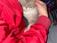 -猫大福·Fortune Cat猫舍(百子湾店)