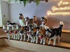 -Husky Go! 哈士奇体验馆·宠物咖啡厅狗咖