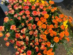 -循礼门鲜花花市(武汉循礼门店)