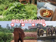 -海南热带野生动植物园
