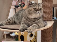 -滚猫咖啡·猫咖·猫友好撸猫(未来城店)