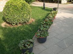 -黄村公园