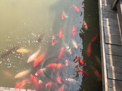 -大湾区中央湿地公园