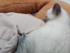 -喵zoo家庭繁育猫舍(尖东智能花园店)