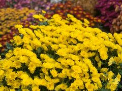 -燕郊植物园