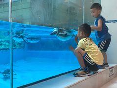 -帝企鹅自助餐厅•儿童岛•真企鹅(长隆企鹅酒店)