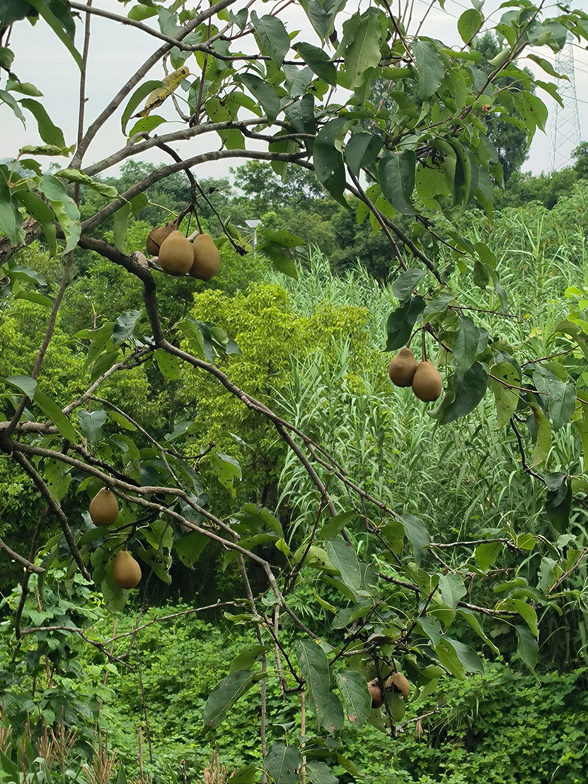 第一次看到梨树#田间地头走一走 #大山里