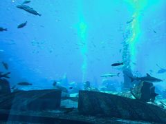 -亚特兰蒂斯•OSSIANO奥西亚诺海底餐厅