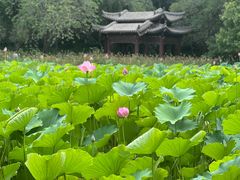 -莲湖公园