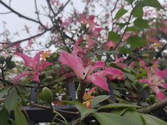 -云溪植物园