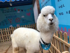 -佟小曼手工茶饼坊(鼓浪屿1店)