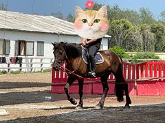 -北京群众马术培训基地