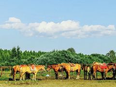 -塞罕坝国家级自然保护区