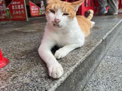 -蛇口康乐快餐鱼仔档(翠苑小区店)