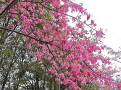 -风云岭森林公园