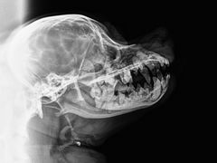 -狗舍宠物医院(四季商业广场店)