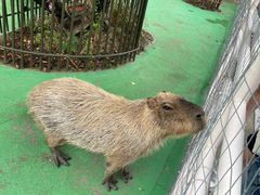 -苏州太湖西山岛开心农场