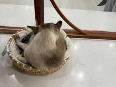-共舞时光猫咖·狗咖(新街口店)