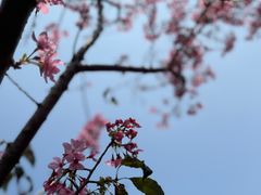 -狐尾山公园