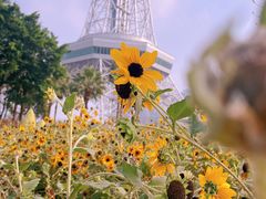 -文华公园(禅城区)